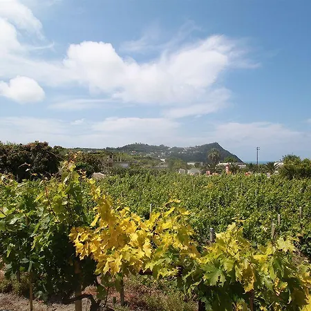 Agriturismo Il Vitigno Forio di Ischia